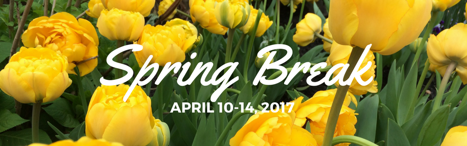 Photo of tulips